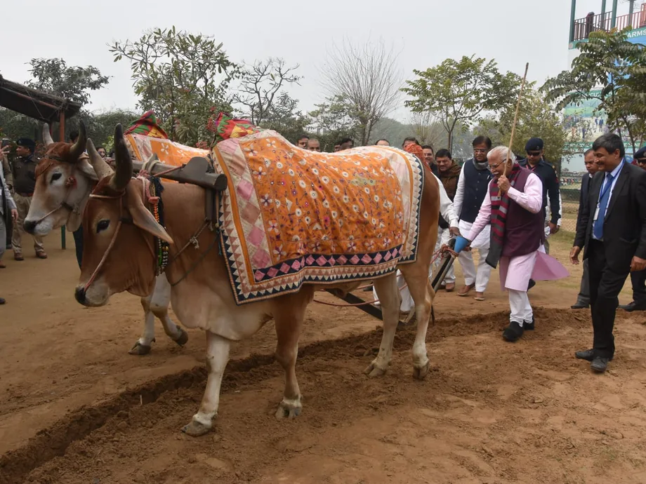 A man guiding a pair of bullocks under an embroidered blanket while ploughing, with a crowd and a camera crew behind