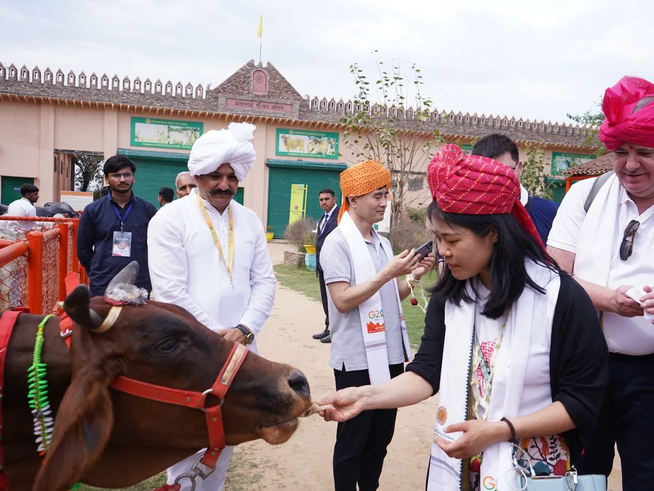 A woman in a white stole offering fodder to a brown cow across a red rail