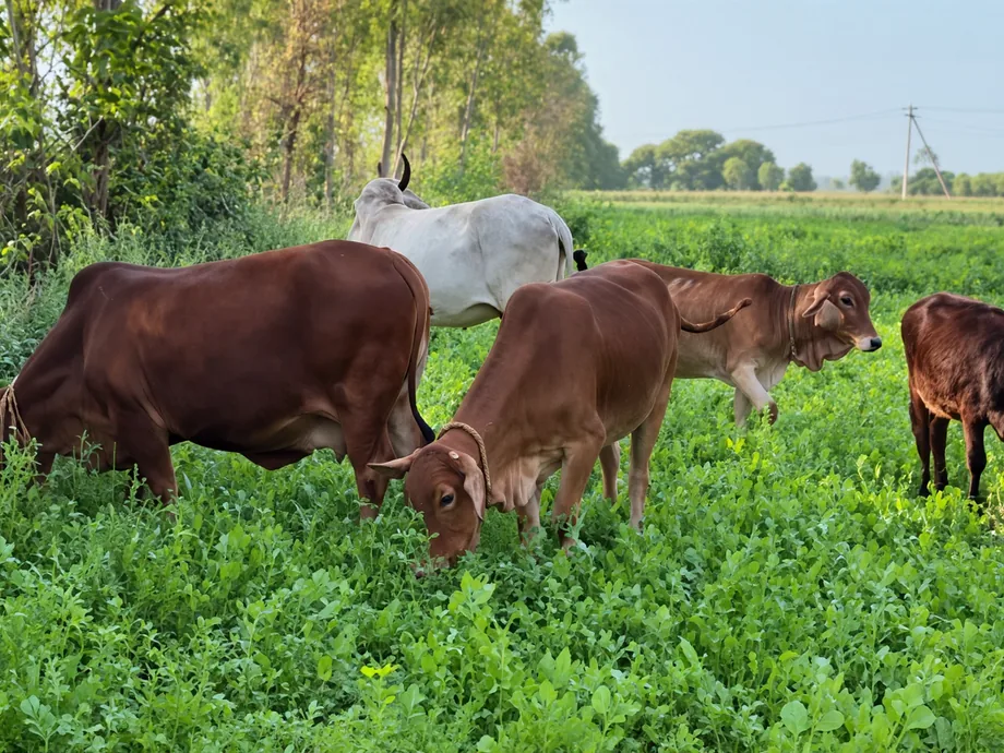 The herd out to graze