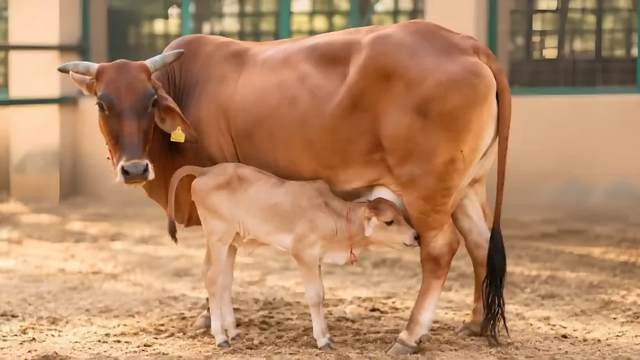 A brown cow with a yellow ear tag standing in warm light while her calf nurses, at the farm